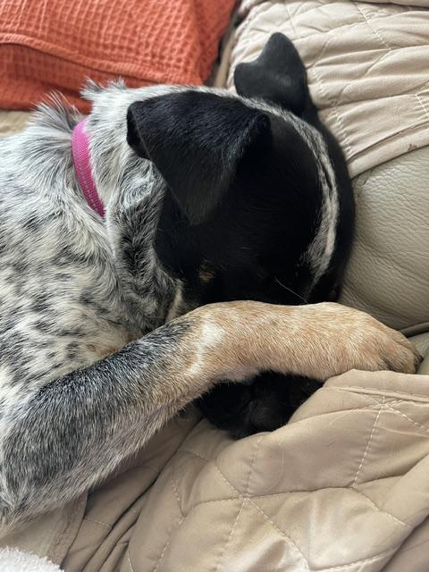 Josie, a Adoptable mixed breed in Bradenton, FL image 4/6