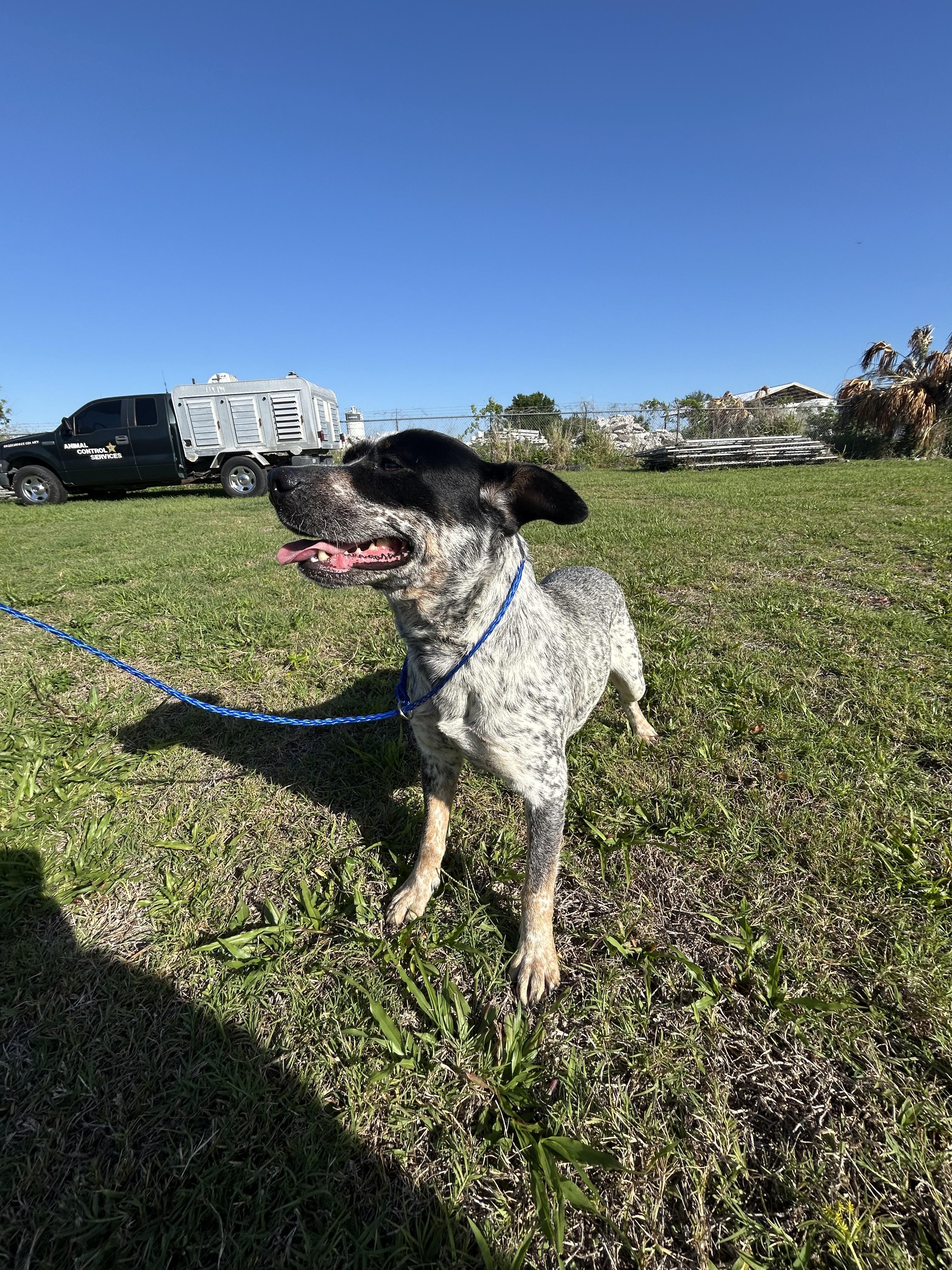 Josie, a Adoptable mixed breed in Bradenton, FL image 5/6