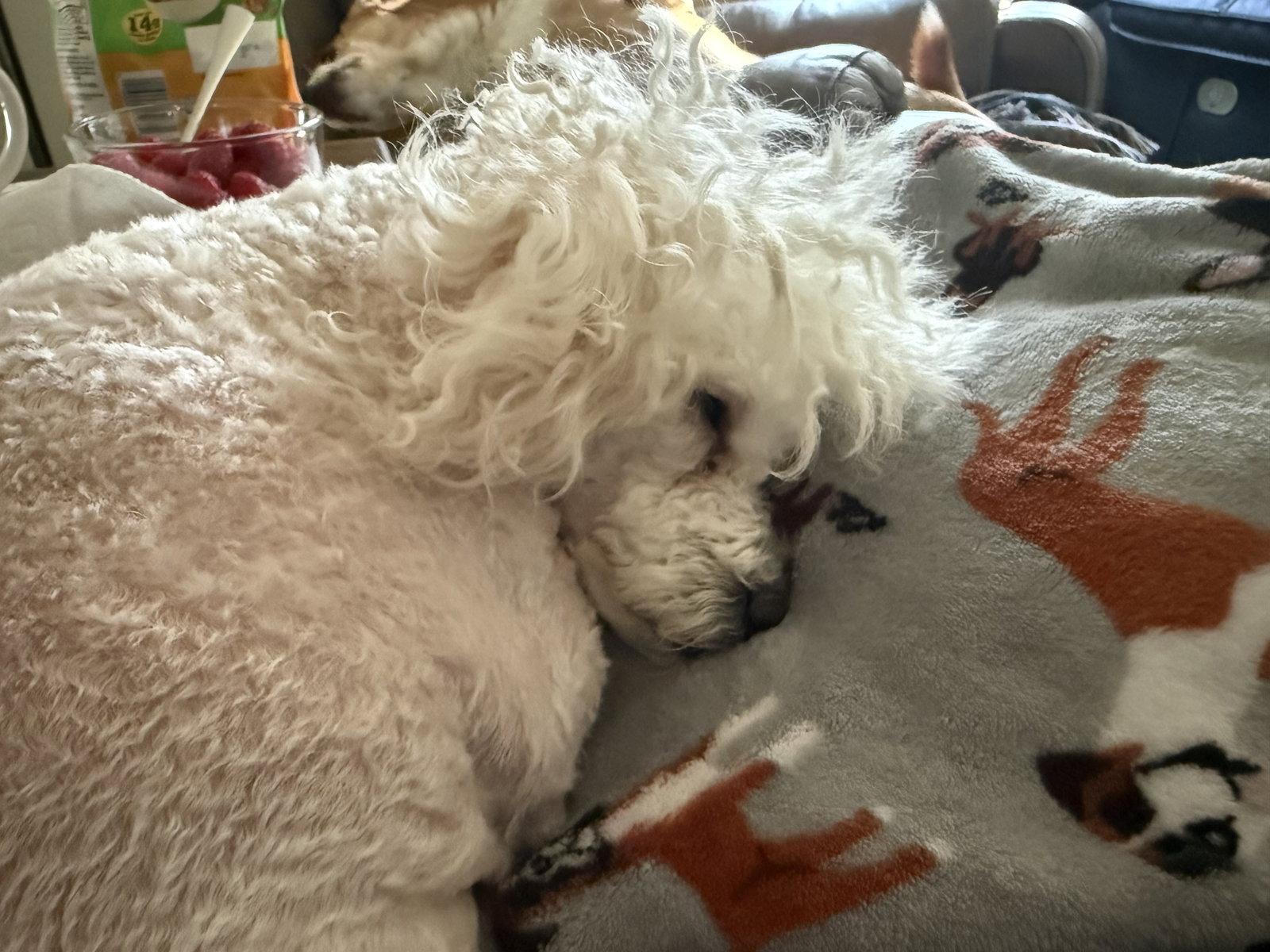Daisy, Adopted, Adult Female Poodle.