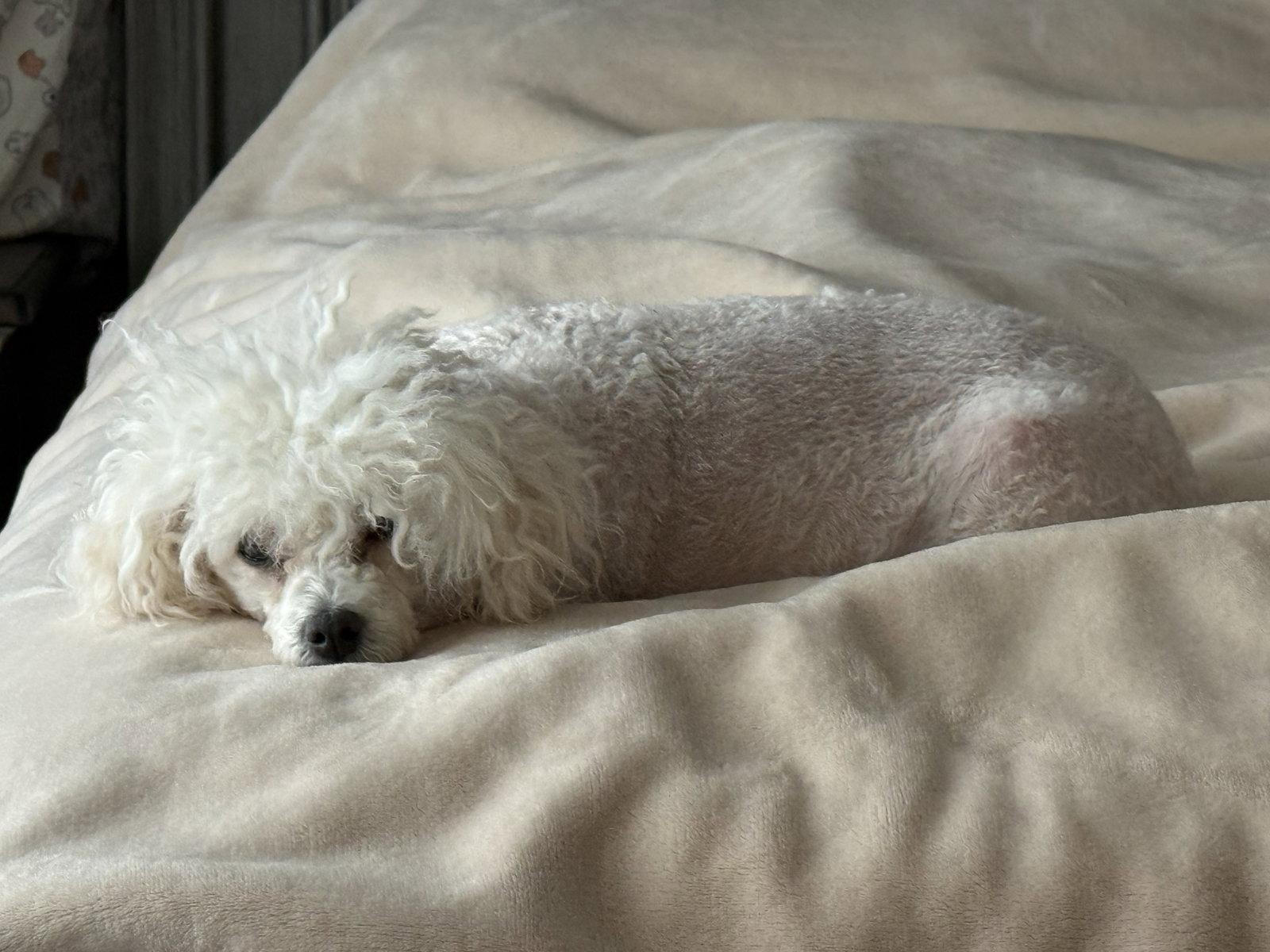 Daisy, a Adopted Poodle in Alexandria, KY image 2/3