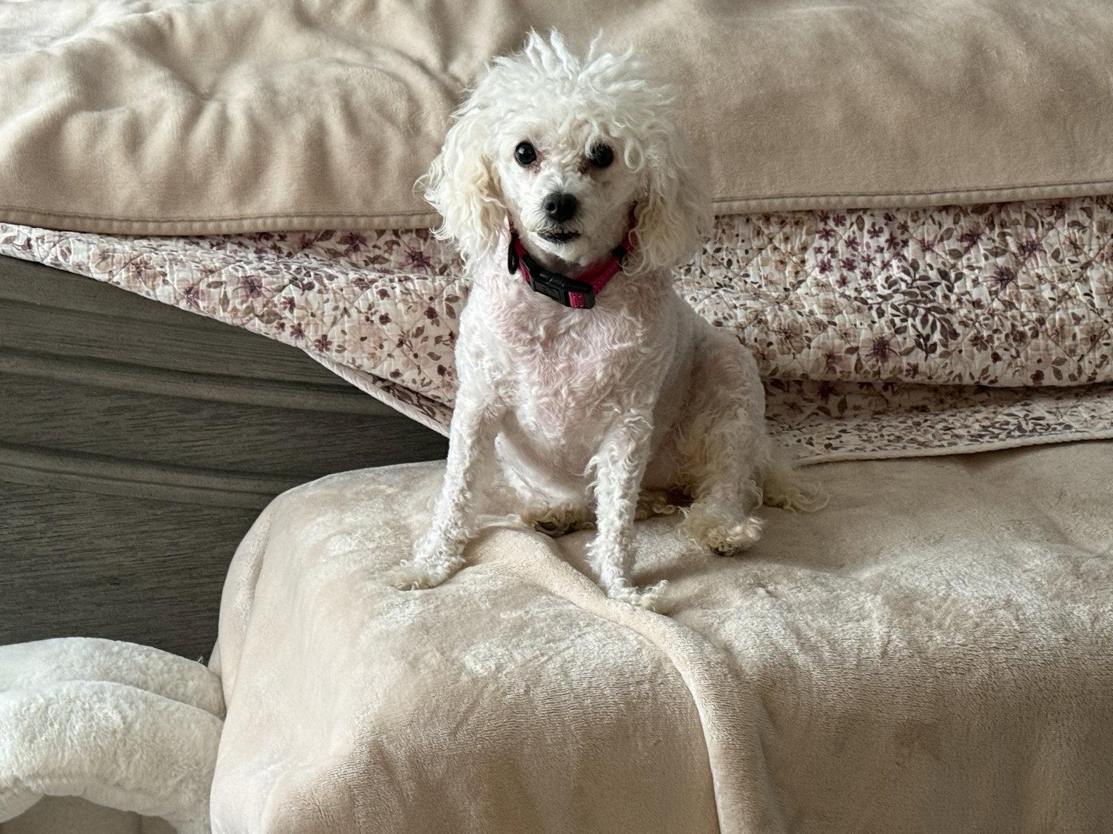 Daisy, a Adopted Poodle in Alexandria, KY image 3/3