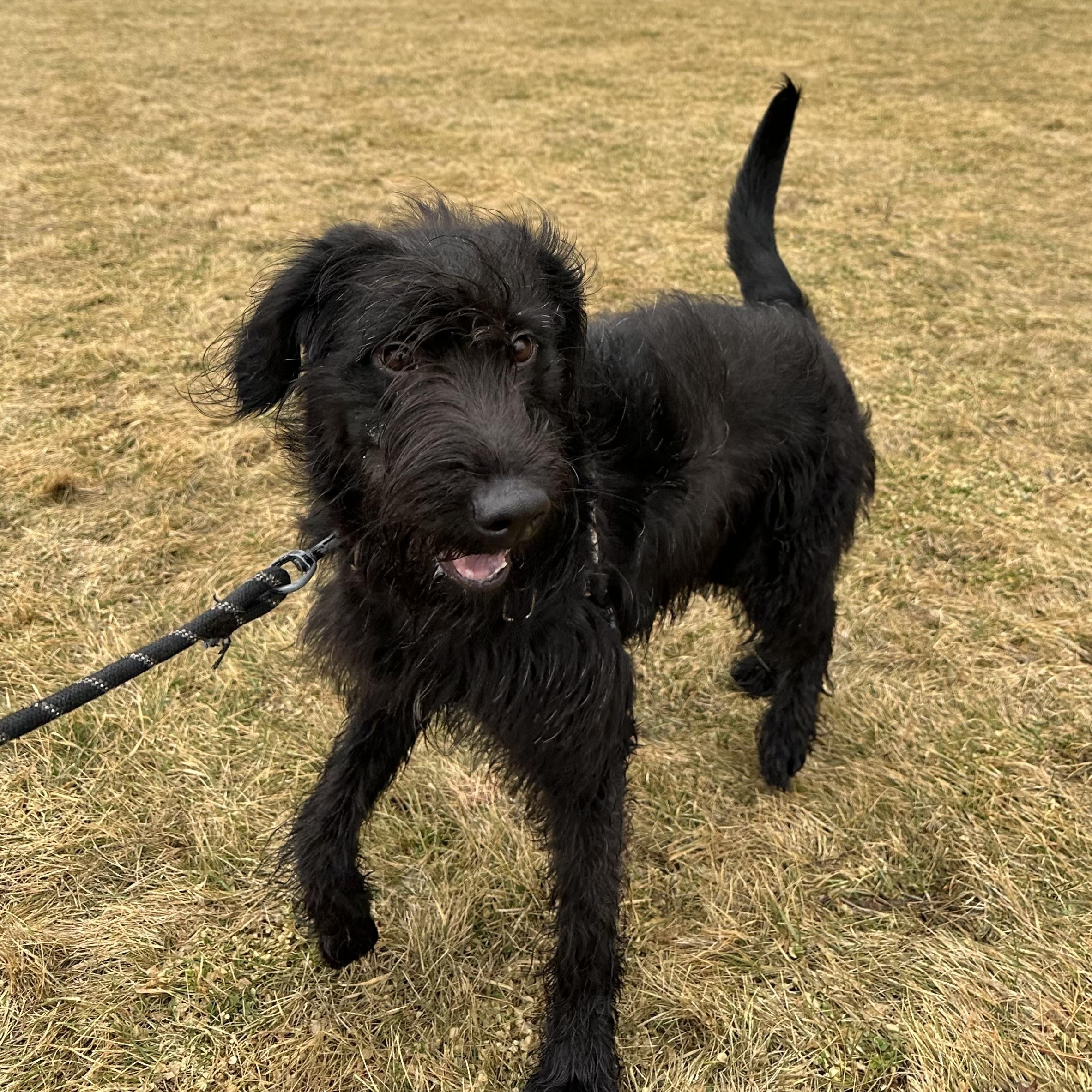 Enlarge Swan- Home Visit in Process , an adopted Wirehaired Terrier in Hartland, WI image 4/5