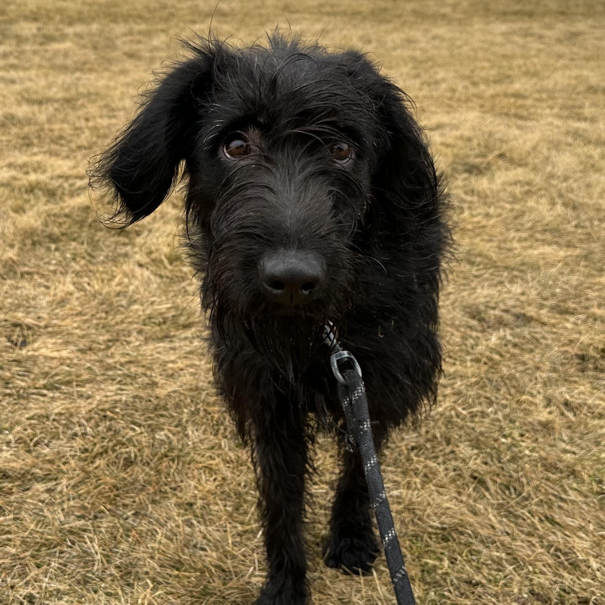 Enlarge Swan- Home Visit in Process , an adopted Wirehaired Terrier in Hartland, WI image 5/5