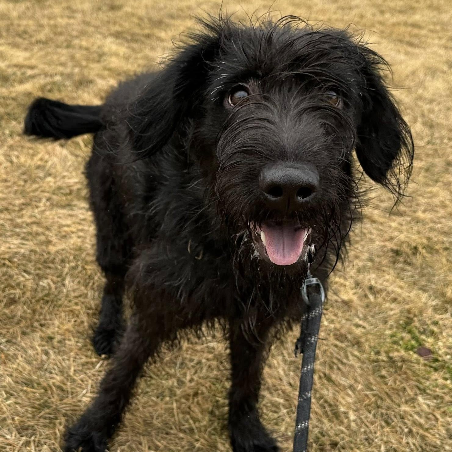 Swan- Home Visit in Process , adopted, Young Female Wirehaired Terrier.
