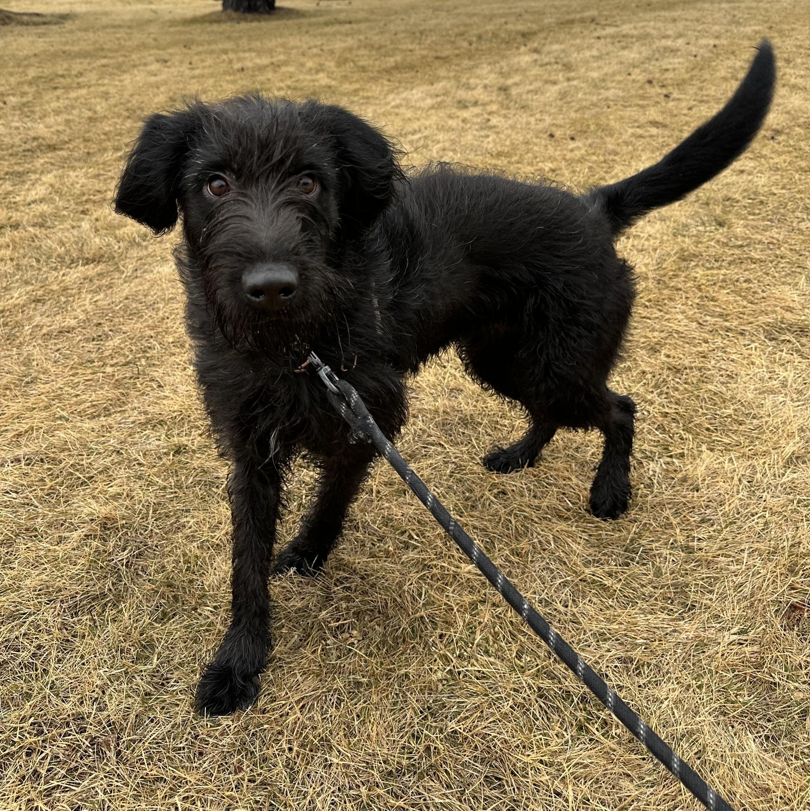 Enlarge Swan- Home Visit in Process , an adopted Wirehaired Terrier in Hartland, WI image 2/5