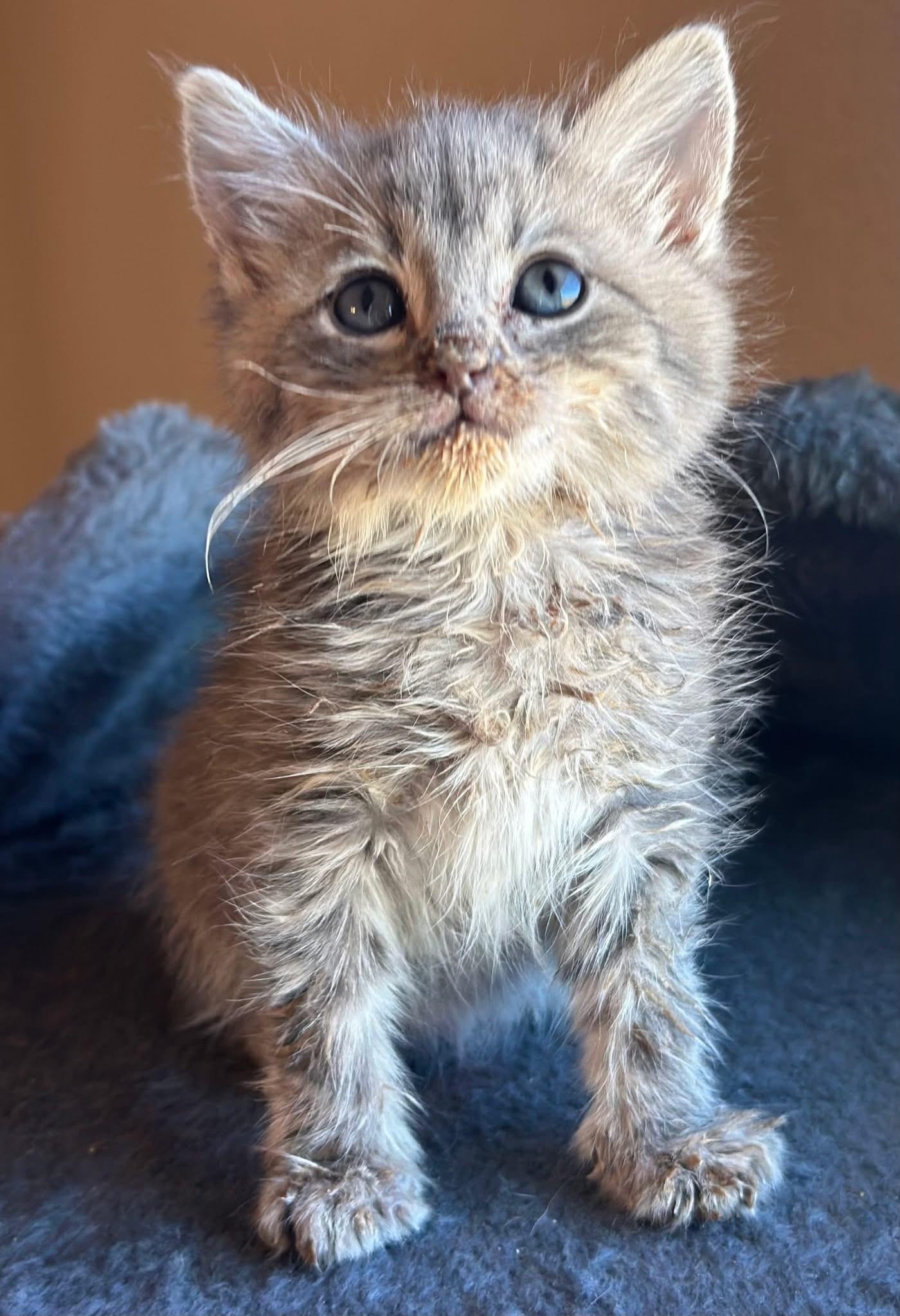 Mercy, Adoptable, Kitten Female Domestic Medium Hair.