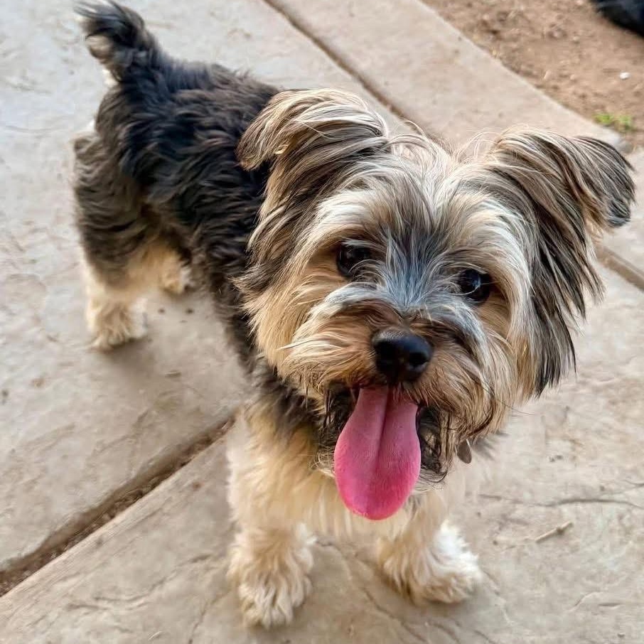 Otis, adopted, Adult Male Yorkshire Terrier.