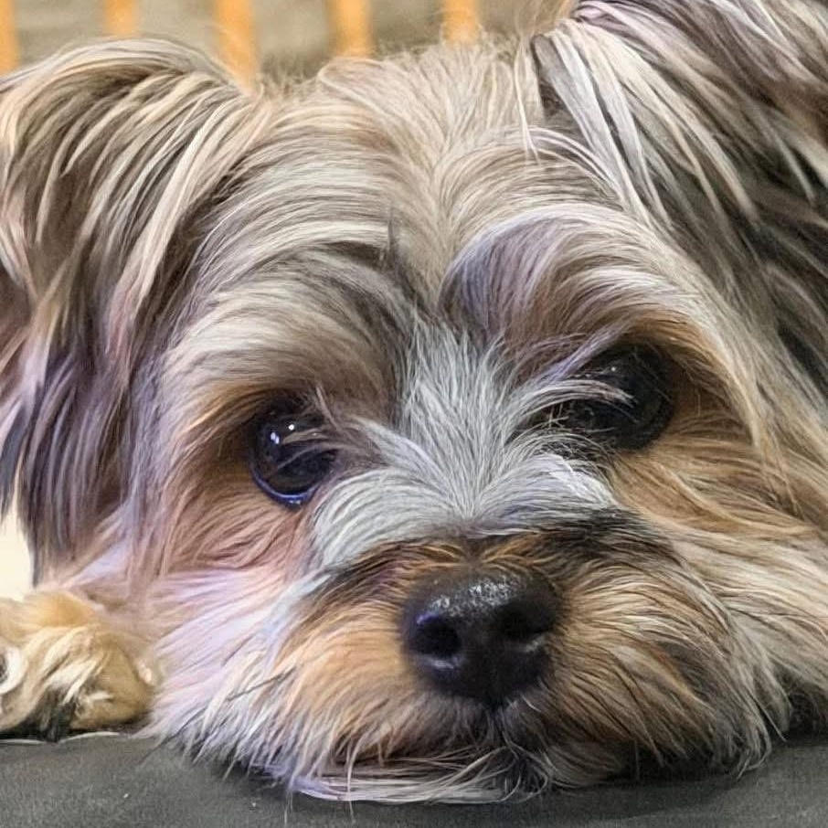 Otis, an adopted Yorkshire Terrier in Lubbock, TX image 2/2