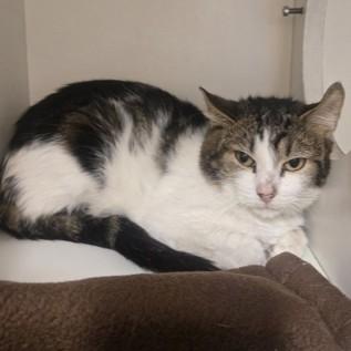 Sour Cream Pringles, ADOPTABLE, Adult Male Domestic Short Hair.