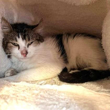 Enlarge Sour Cream Pringles, a ADOPTABLE Domestic Short Hair in Phoenixville, PA image 2/2