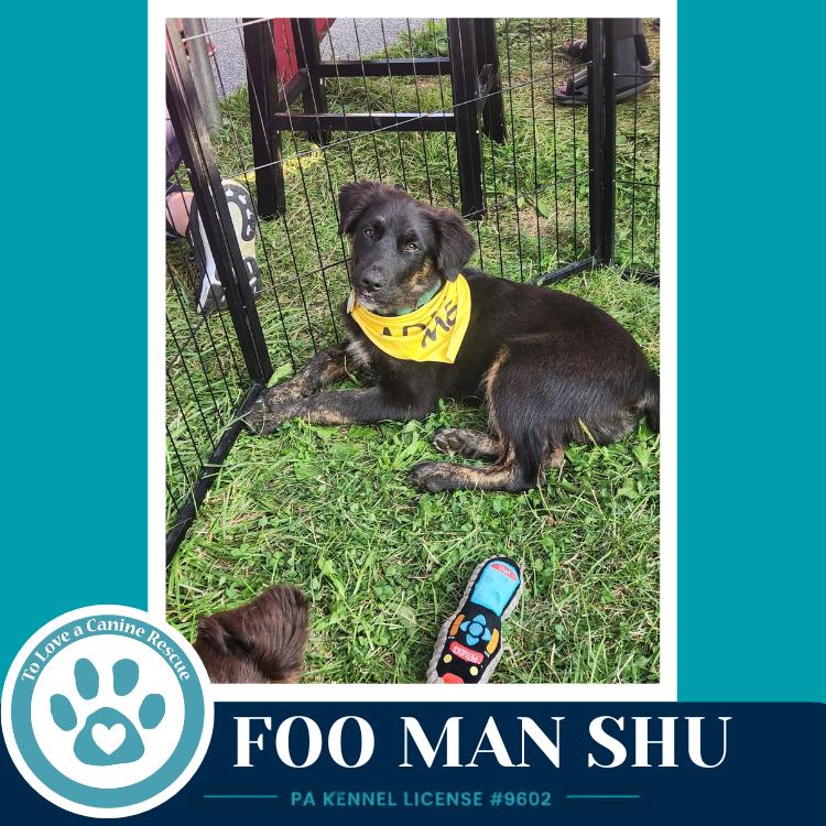 Foo Man Chu (Aussie Posse) 071826, Adoptable, Puppy Male Australian Shepherd & Poodle.