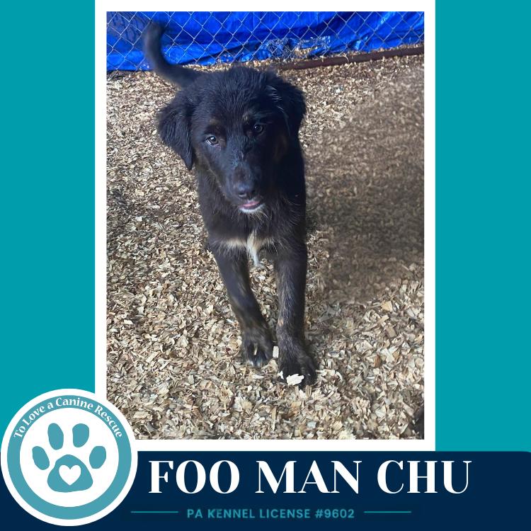 Foo Man Chu (Aussie Posse) 071826, a Adoptable mixed breed in Kimberton, PA image 2/5