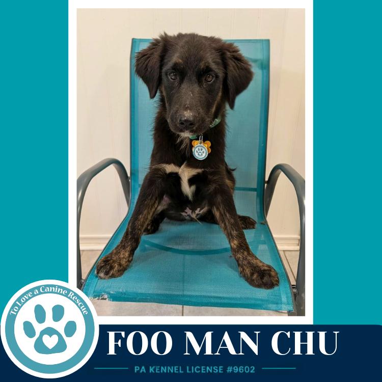 Foo Man Chu (Aussie Posse) 071826, a Adoptable mixed breed in Kimberton, PA image 3/5