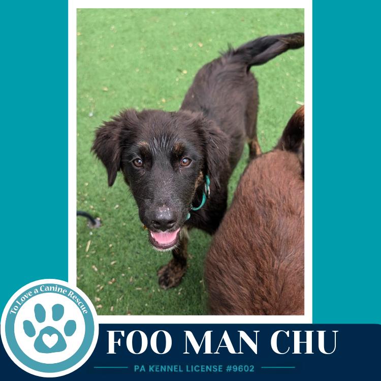 Foo Man Chu (Aussie Posse) 071826, a Adoptable mixed breed in Kimberton, PA image 4/5