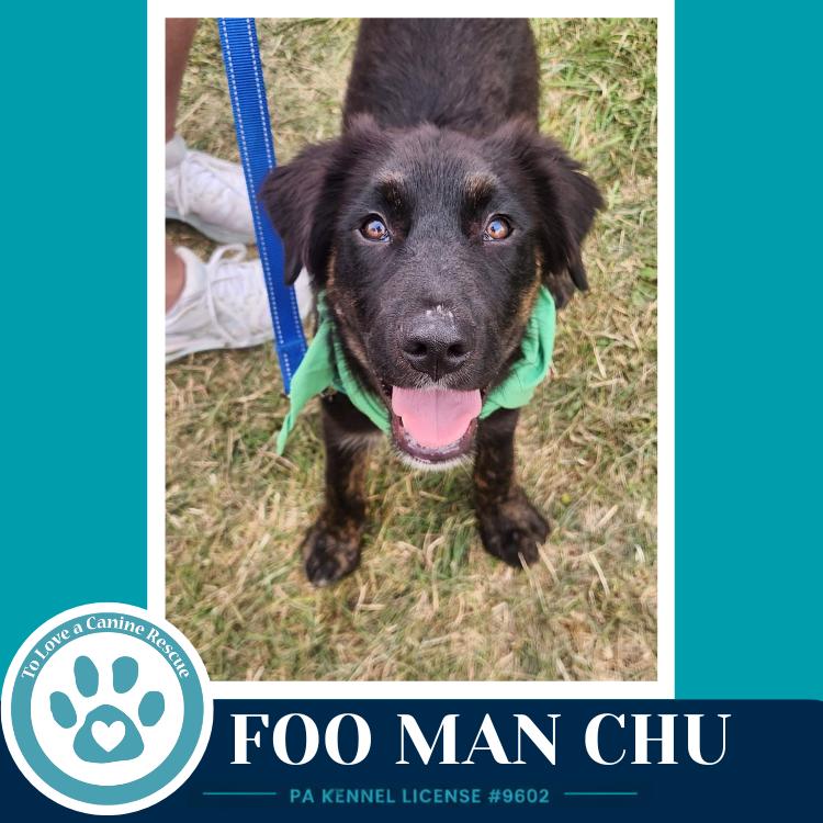 Foo Man Chu (Aussie Posse) 071826, a Adoptable mixed breed in Kimberton, PA image 5/5