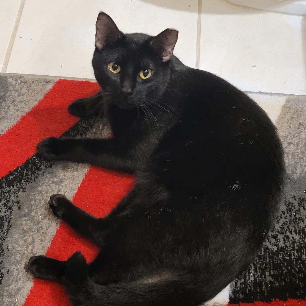 Enlarge Scooby, a Adoptable Domestic Short Hair in Chaska, MN image 2/5