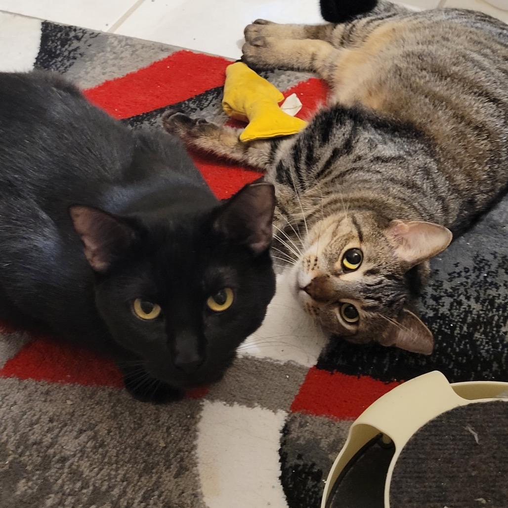 Enlarge Scooby, a Adoptable Domestic Short Hair in Chaska, MN image 3/5