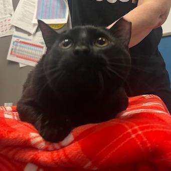 Enlarge Scooby, a Adoptable Domestic Short Hair in Chaska, MN image 4/5