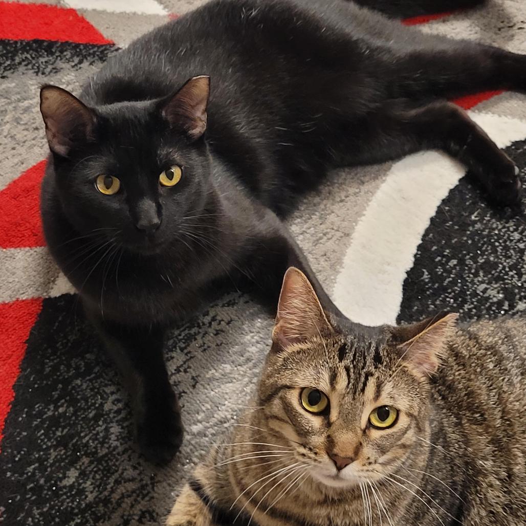 Enlarge Scooby, a Adoptable Domestic Short Hair in Chaska, MN image 4/6