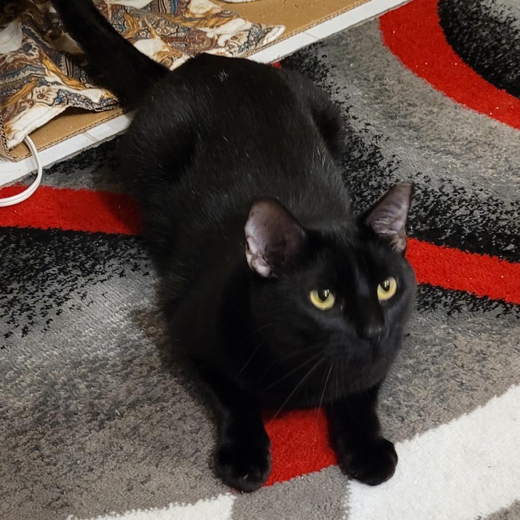 Enlarge Scooby, a Adoptable Domestic Short Hair in Chaska, MN image 5/5