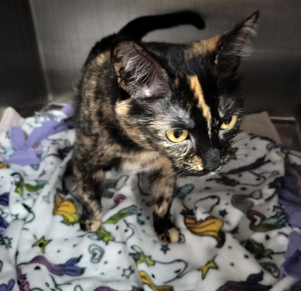 Siri, Adoptable, Adult Female Domestic Short Hair.