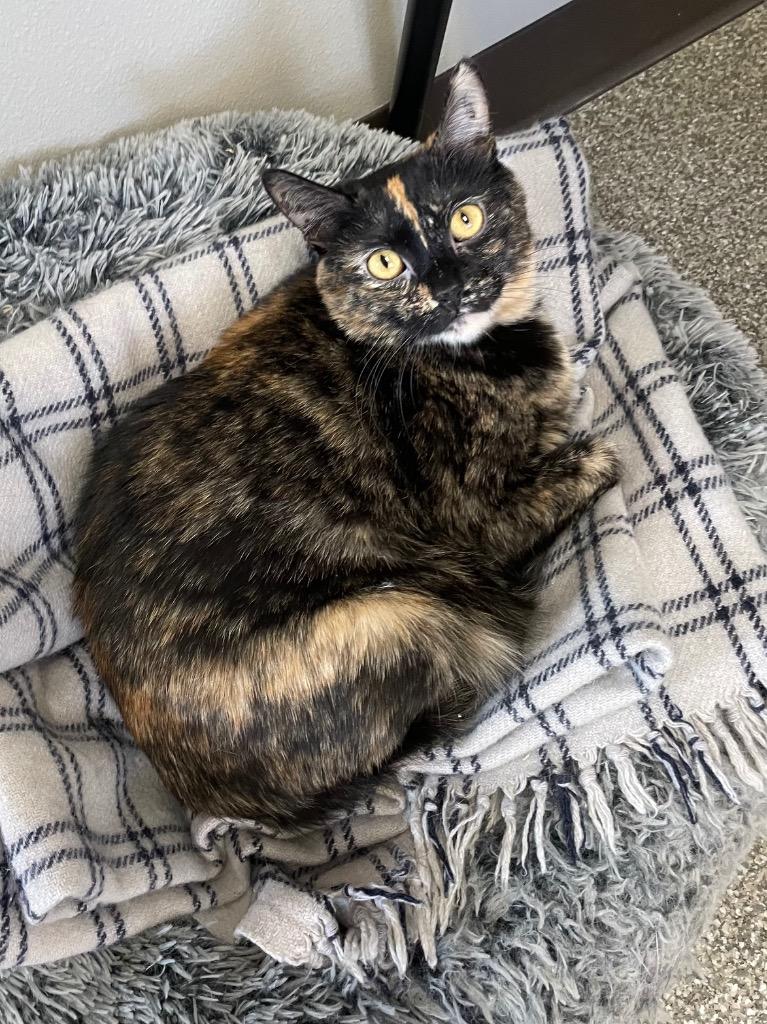 Siri, Adoptable, Adult Female Domestic Short Hair.