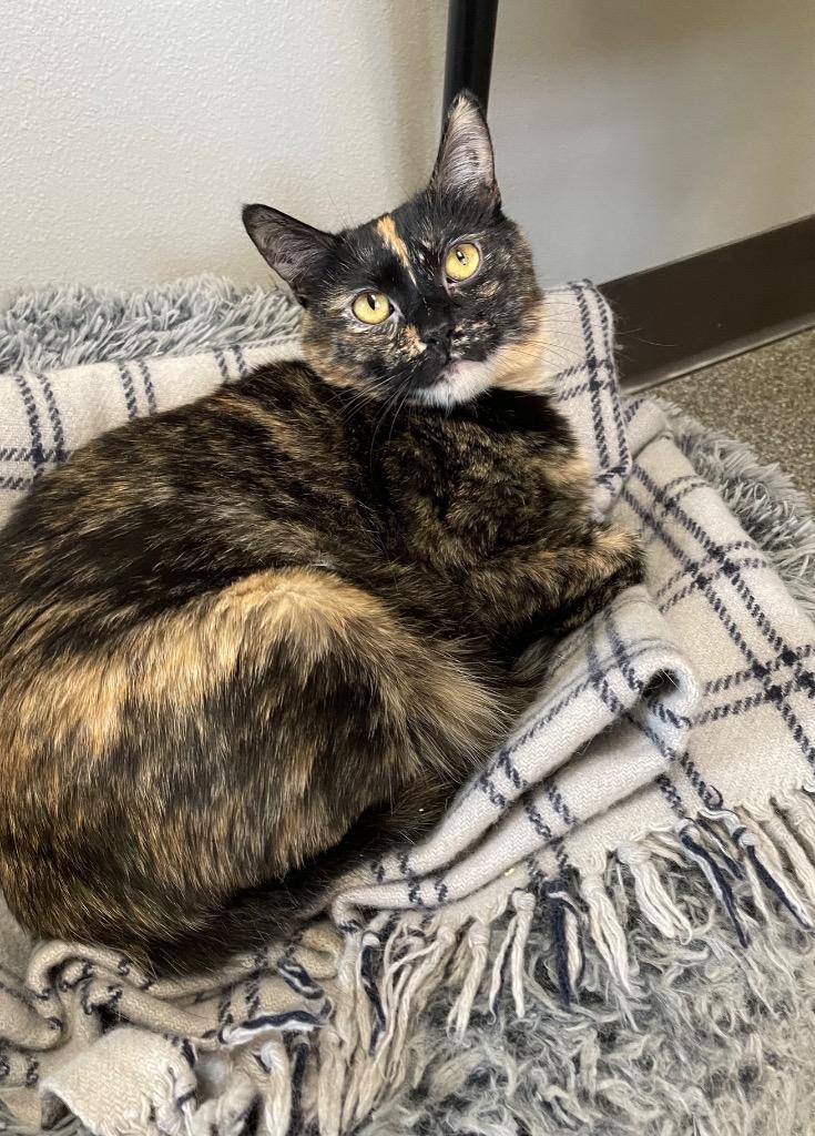 Enlarge Siri, a Adoptable mixed breed in Spooner, WI image 2/5