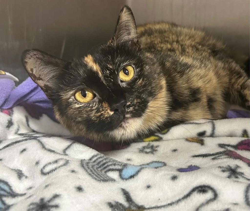 Siri, a Adoptable mixed breed in Spooner, WI image 2/3