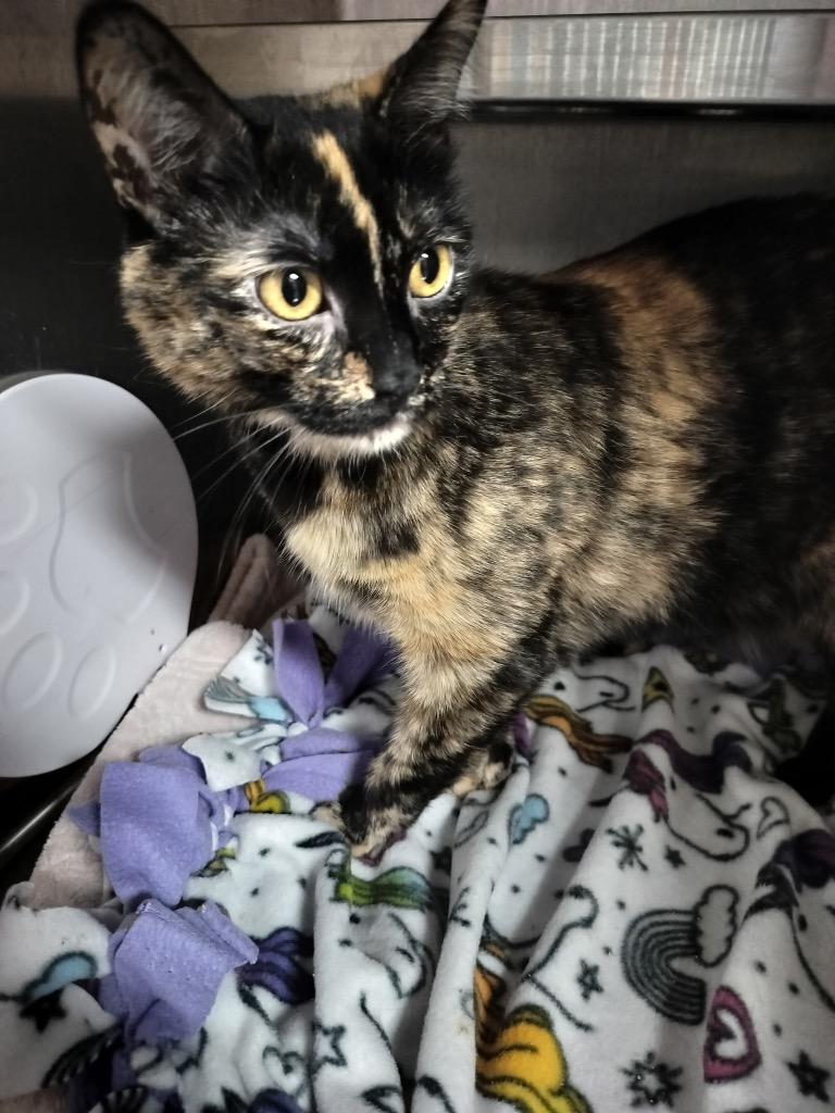 Siri, a Adoptable mixed breed in Spooner, WI image 3/3