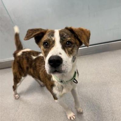 Toby, ADOPTABLE, Adult Male Mixed Breed.