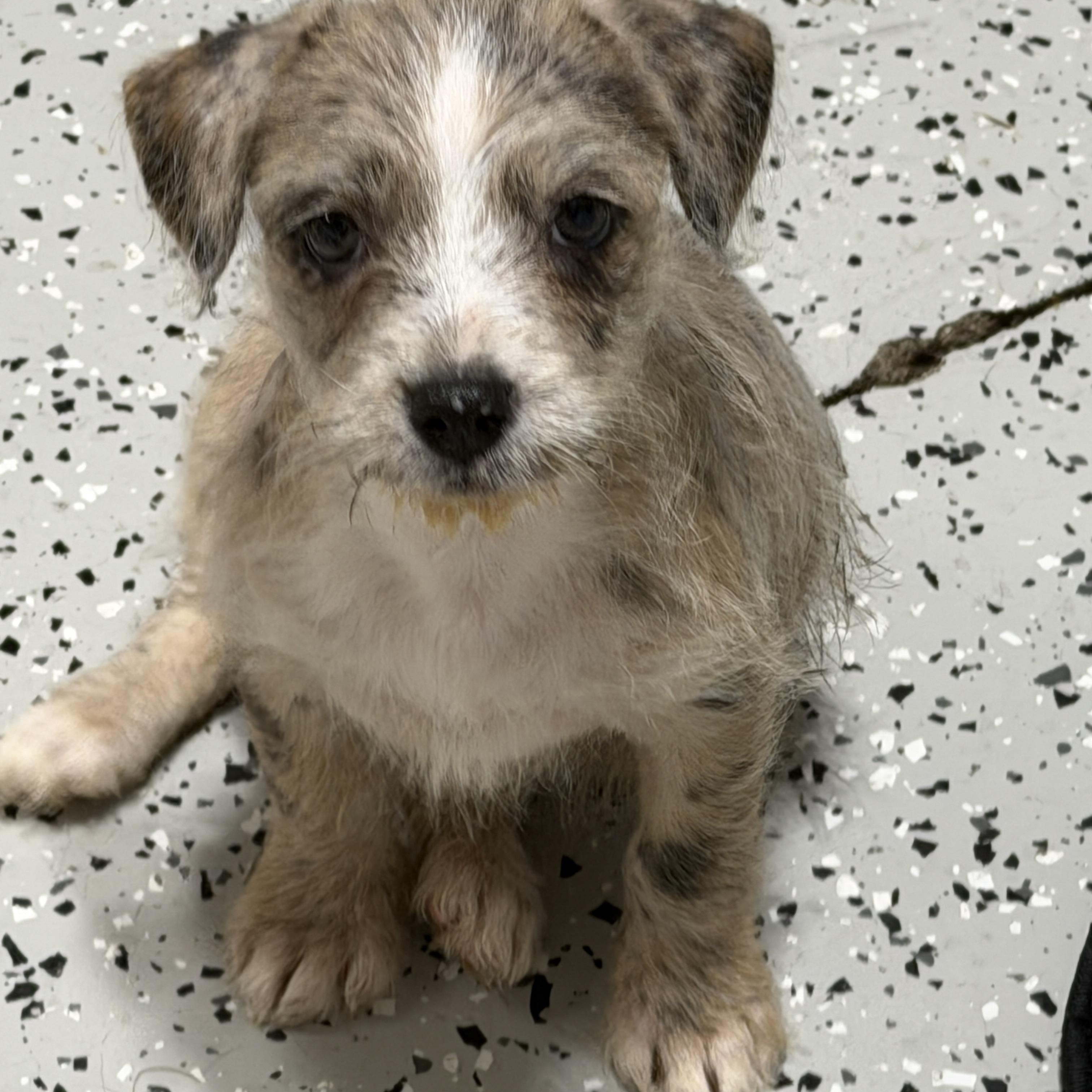 Patches, a ADOPTABLE Mixed Breed in LEHIGH ACRES, FL image 1/6