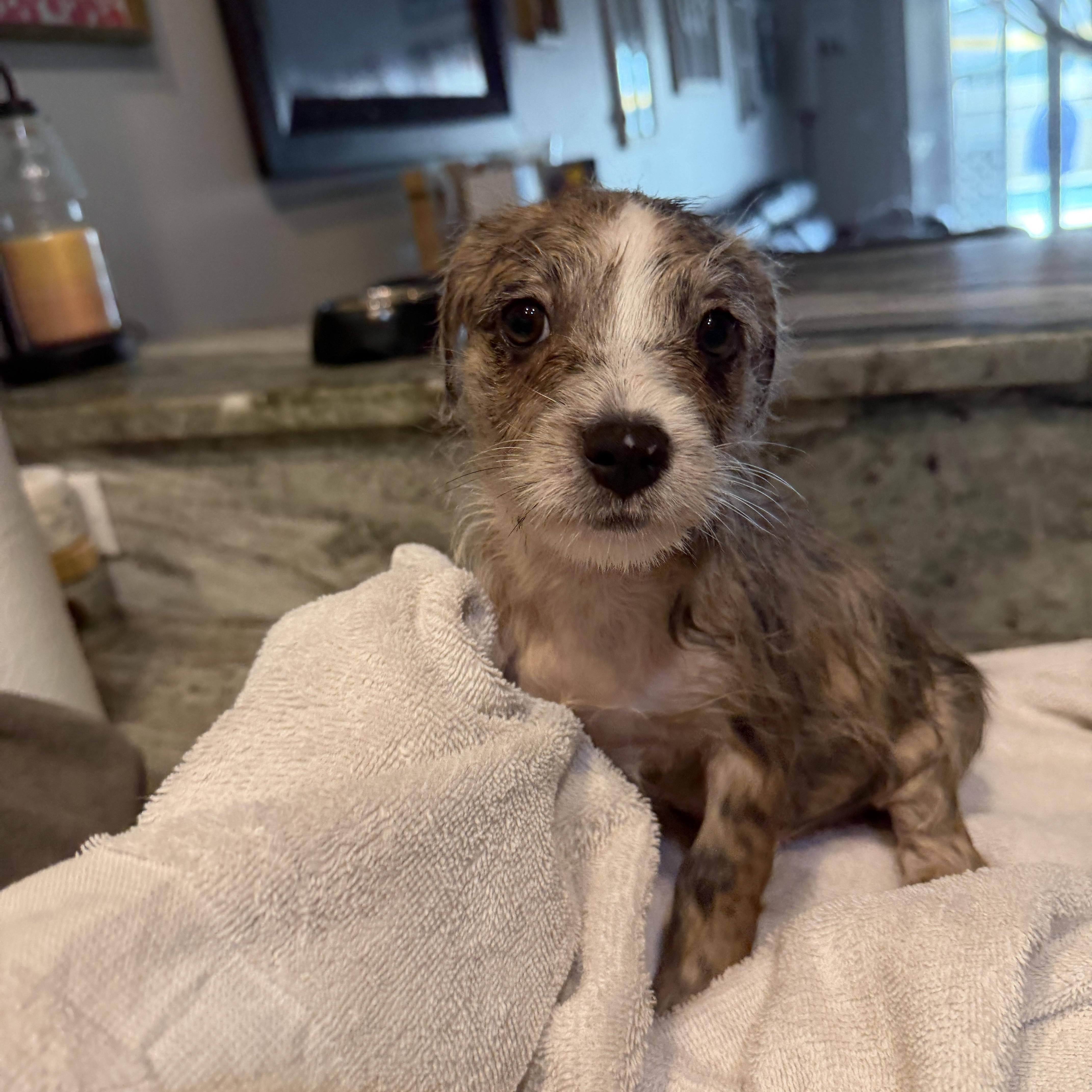 Patches, a ADOPTABLE Mixed Breed in LEHIGH ACRES, FL image 6/6