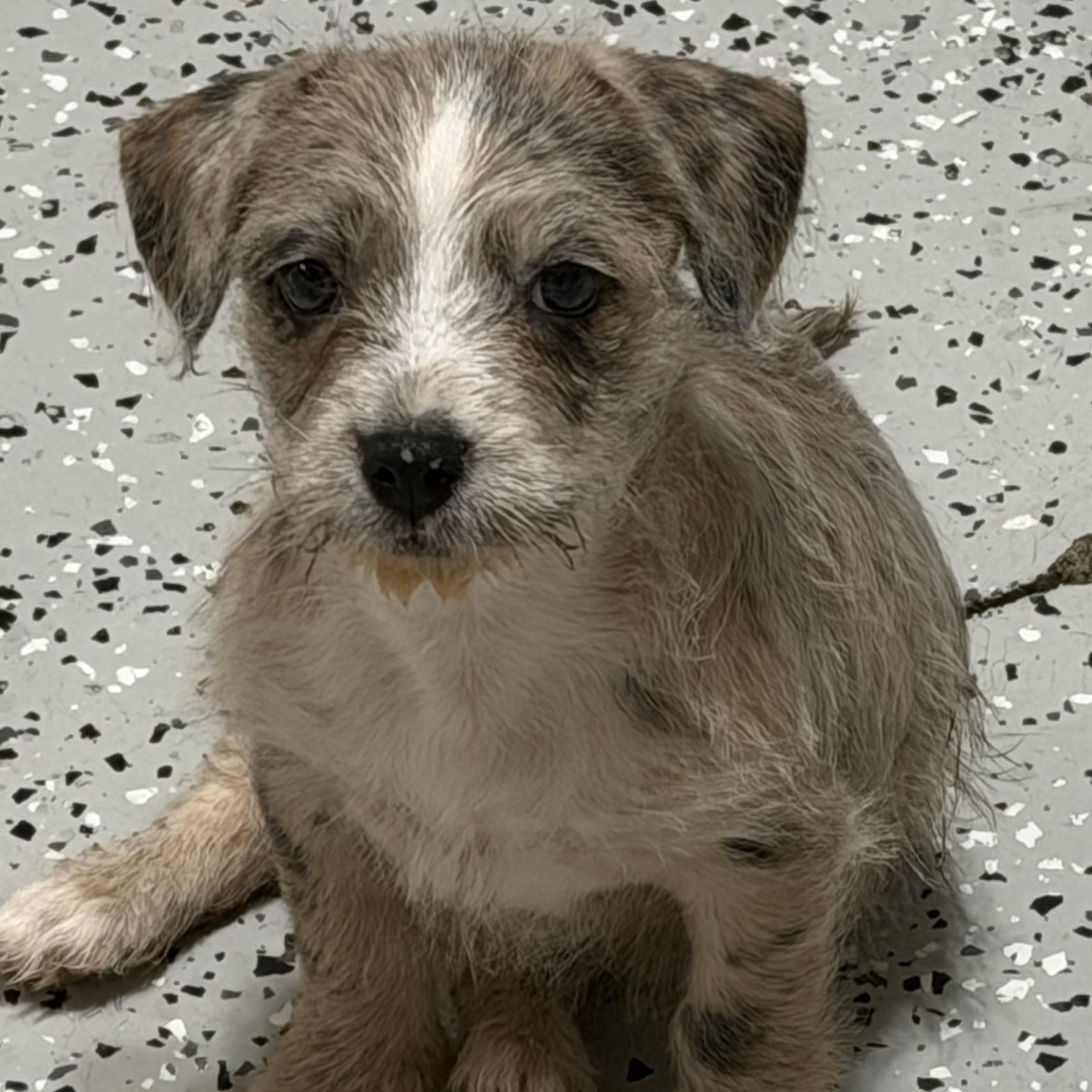 Patches, a ADOPTABLE Mixed Breed in LEHIGH ACRES, FL image 2/6