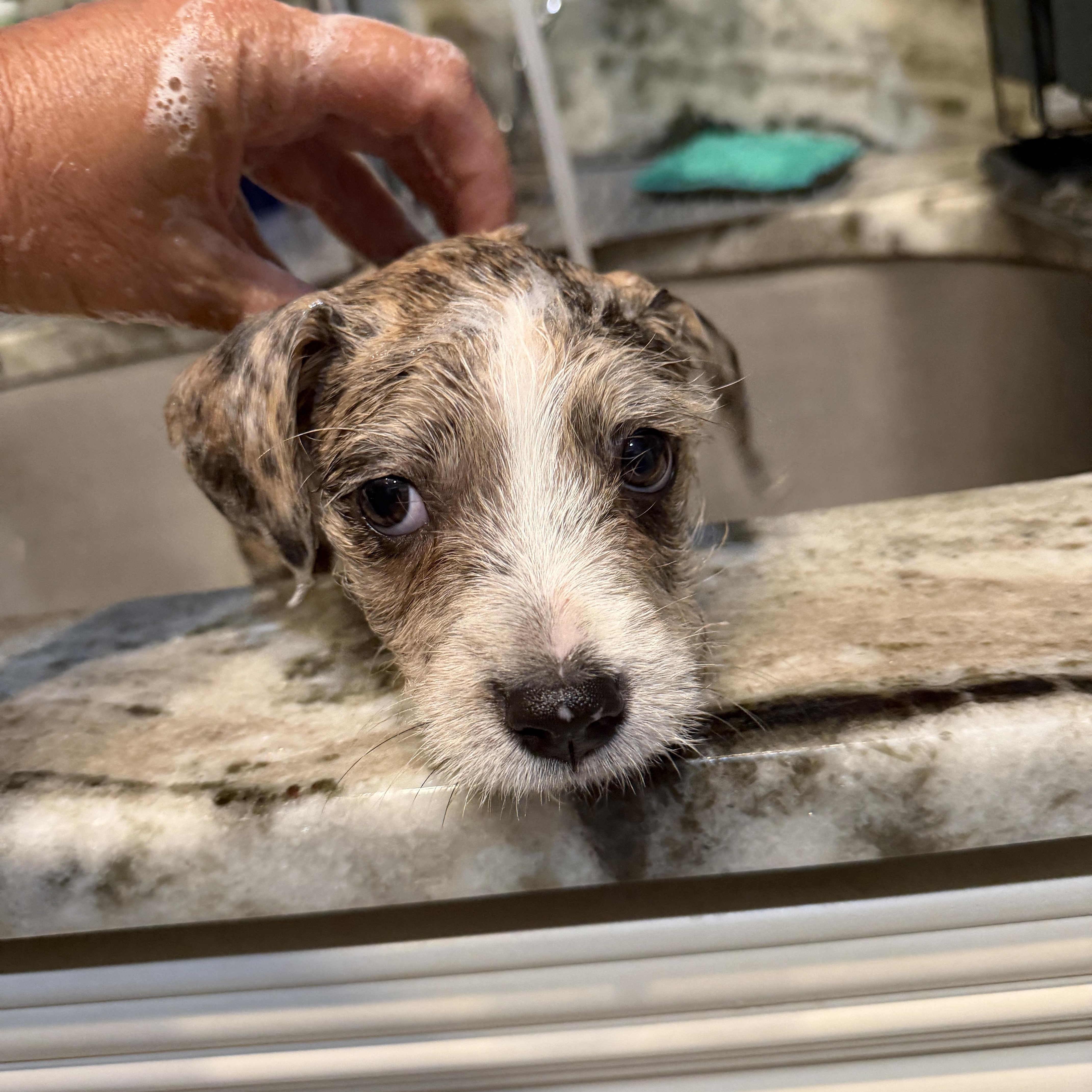 Patches, a ADOPTABLE Mixed Breed in LEHIGH ACRES, FL image 3/6