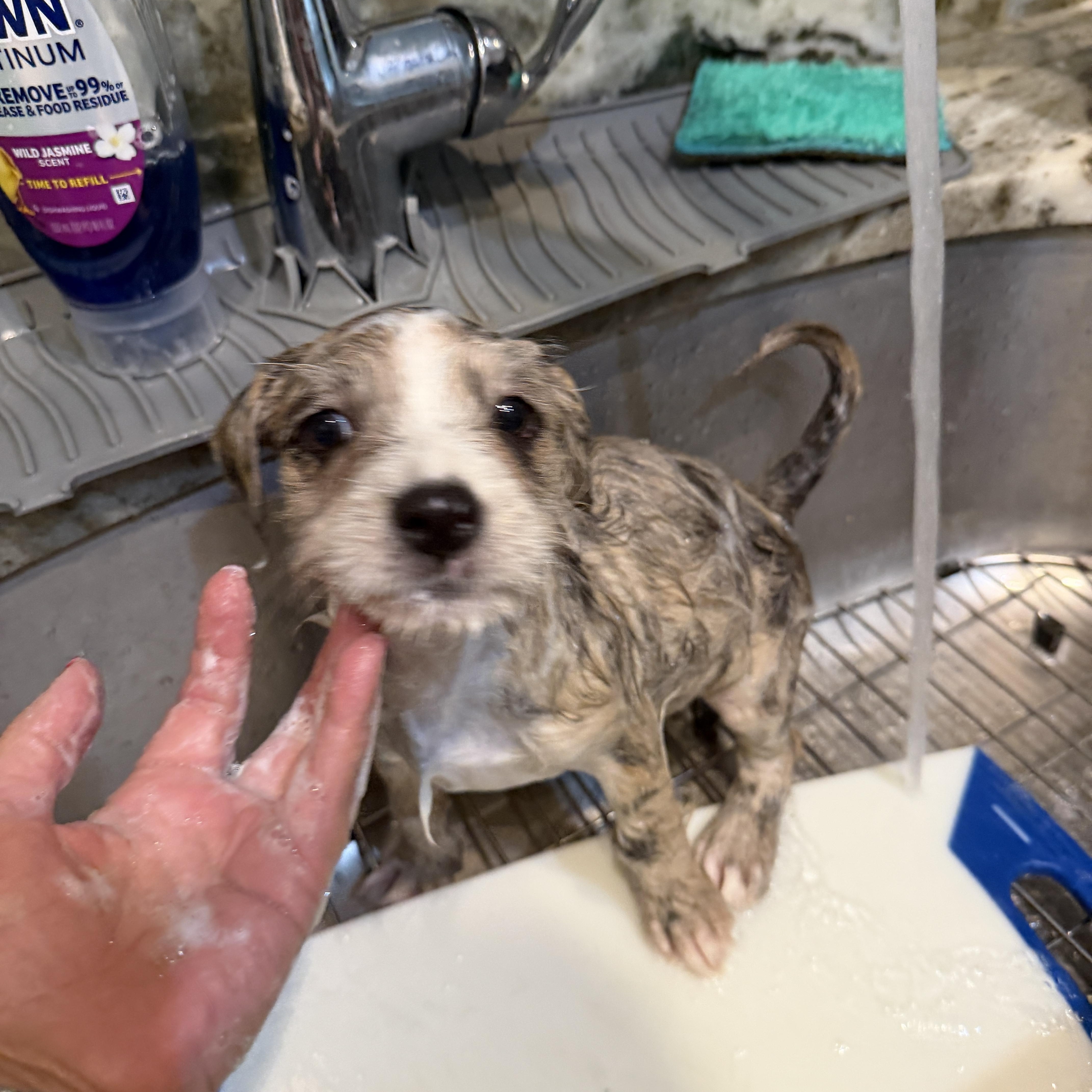 Patches, a ADOPTABLE Mixed Breed in LEHIGH ACRES, FL image 5/6