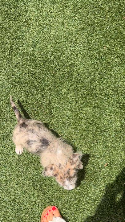 Enlarge Patches, a ADOPTABLE Mixed Breed in LEHIGH ACRES, FL video 4/6