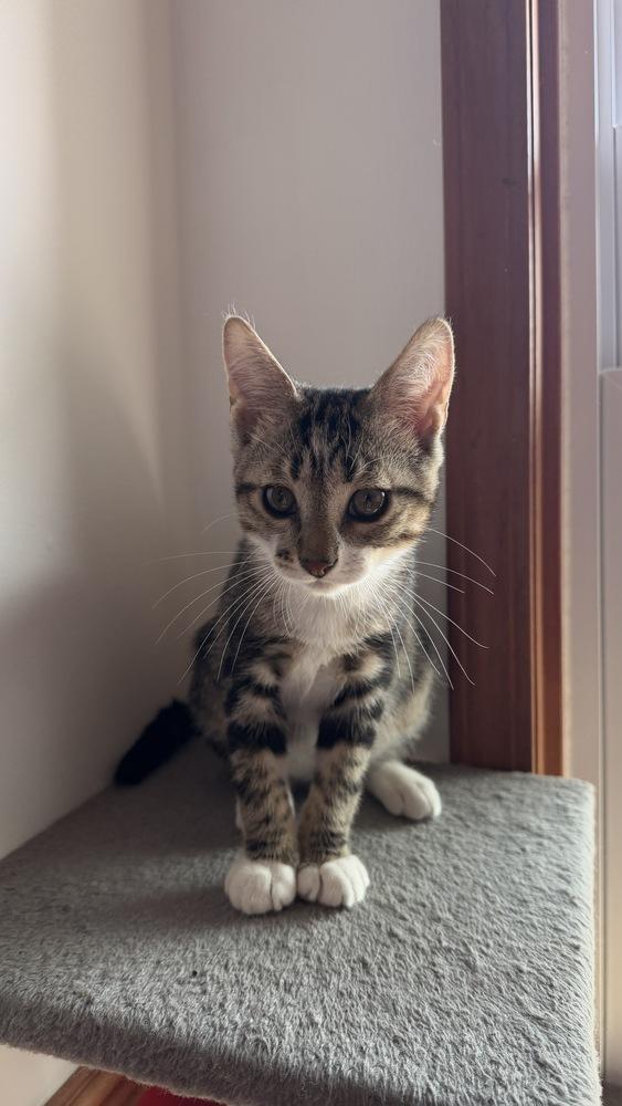 Huey, Adoptable, Kitten Male Domestic Short Hair.