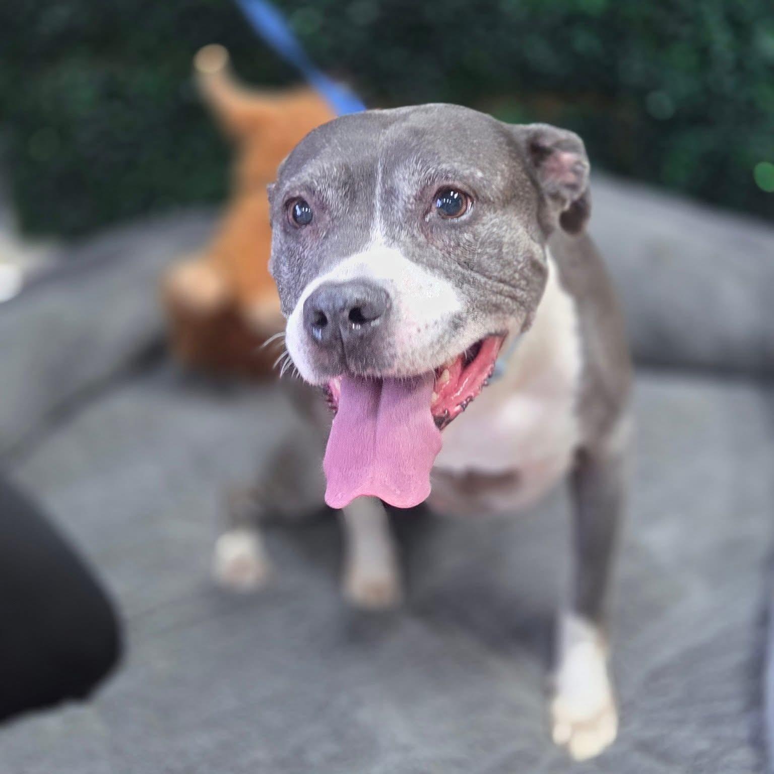 Bella, Adoptable, Adult Female American Bulldog.