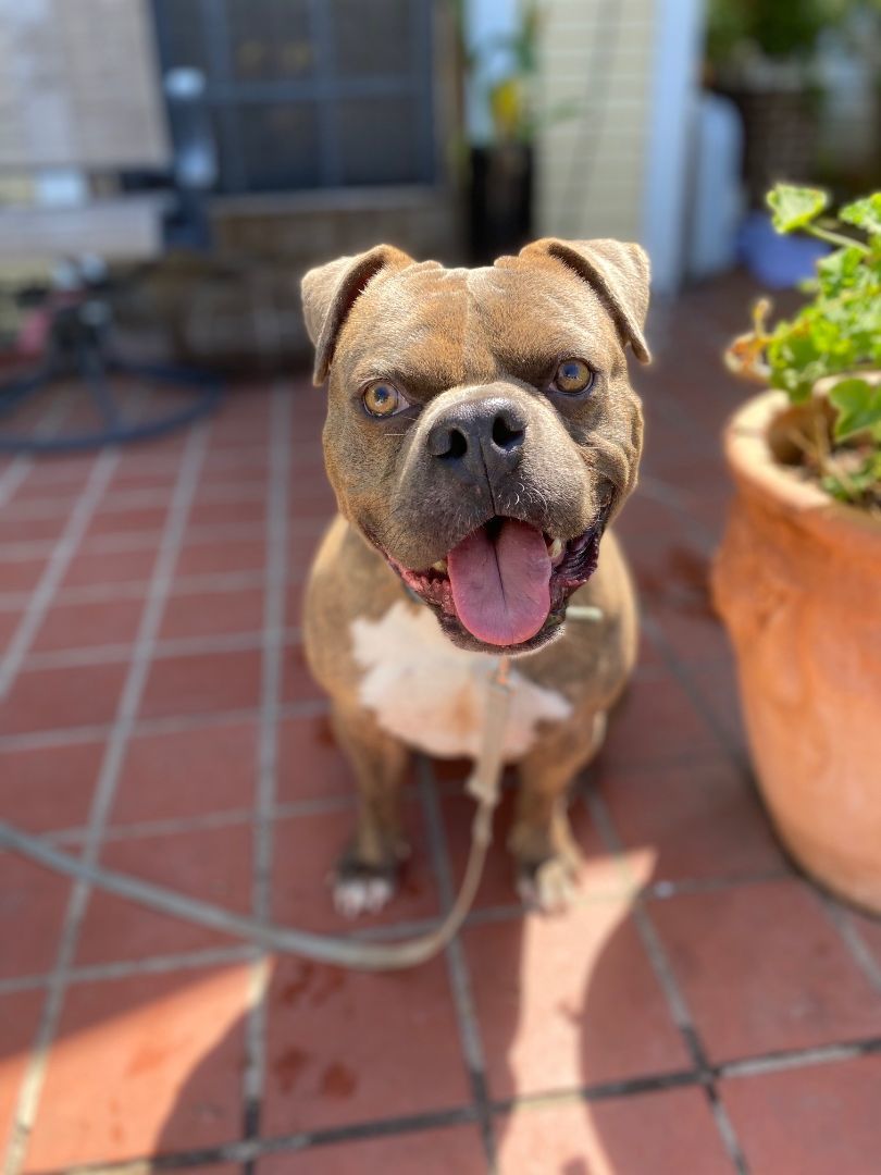 Nugget American Bully Dog