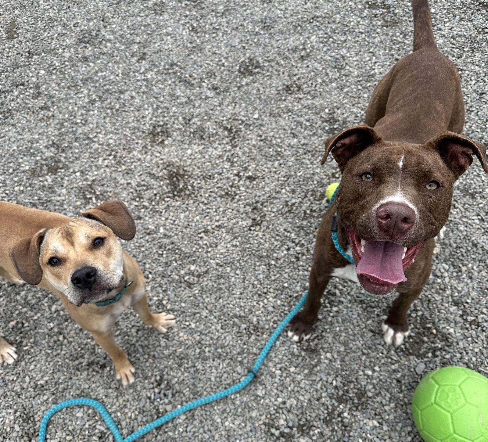 Brock Lonestar, a Adoptable Pit Bull Terrier in Rockaway, NJ image 1/3