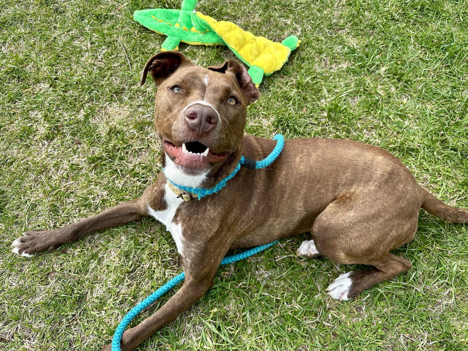 Brock Lonestar, a Adoptable Pit Bull Terrier in Rockaway, NJ image 2/3