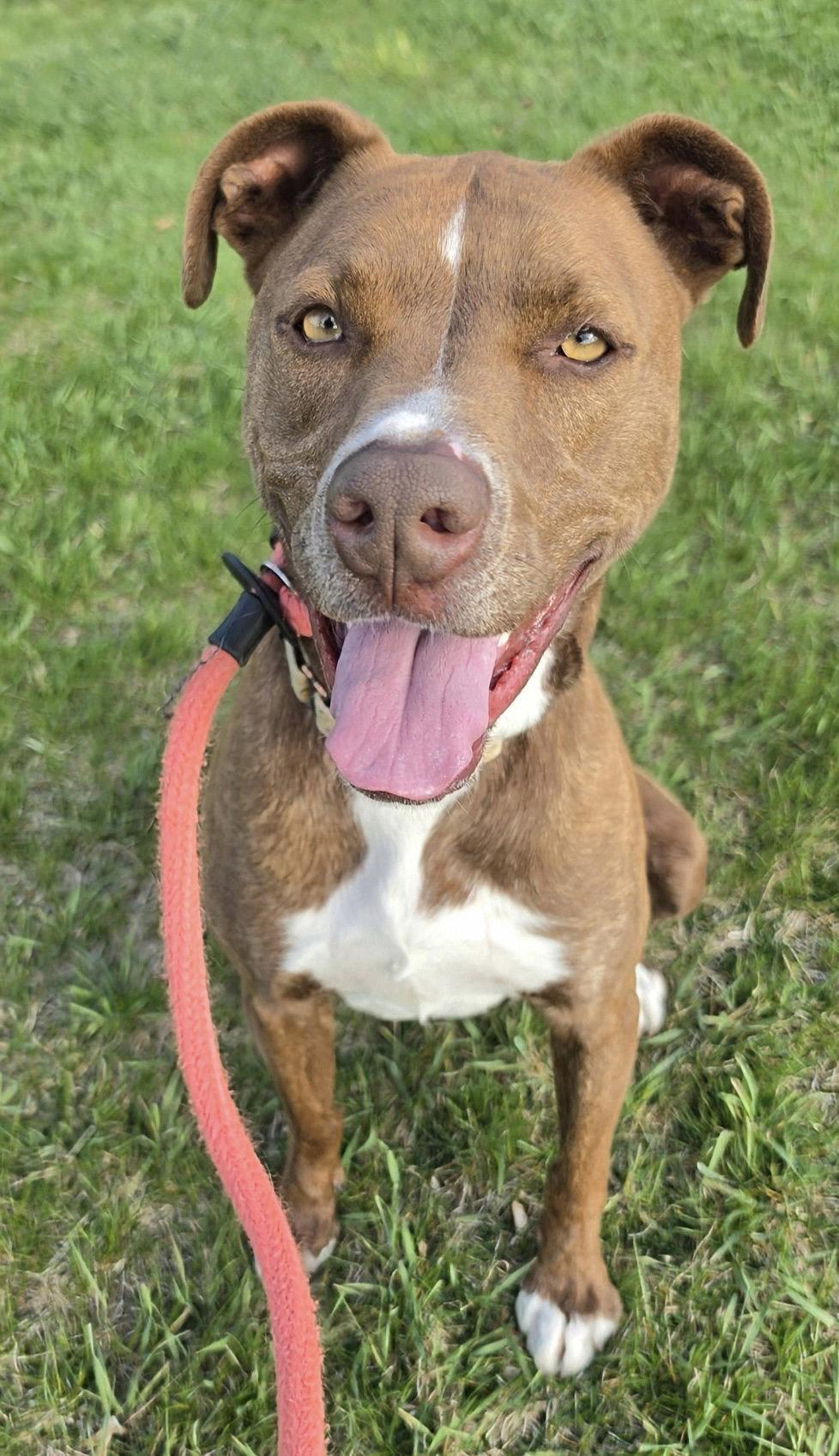 Enlarge Brock Lonestar, a Adoptable Pit Bull Terrier in Rockaway, NJ image 3/3