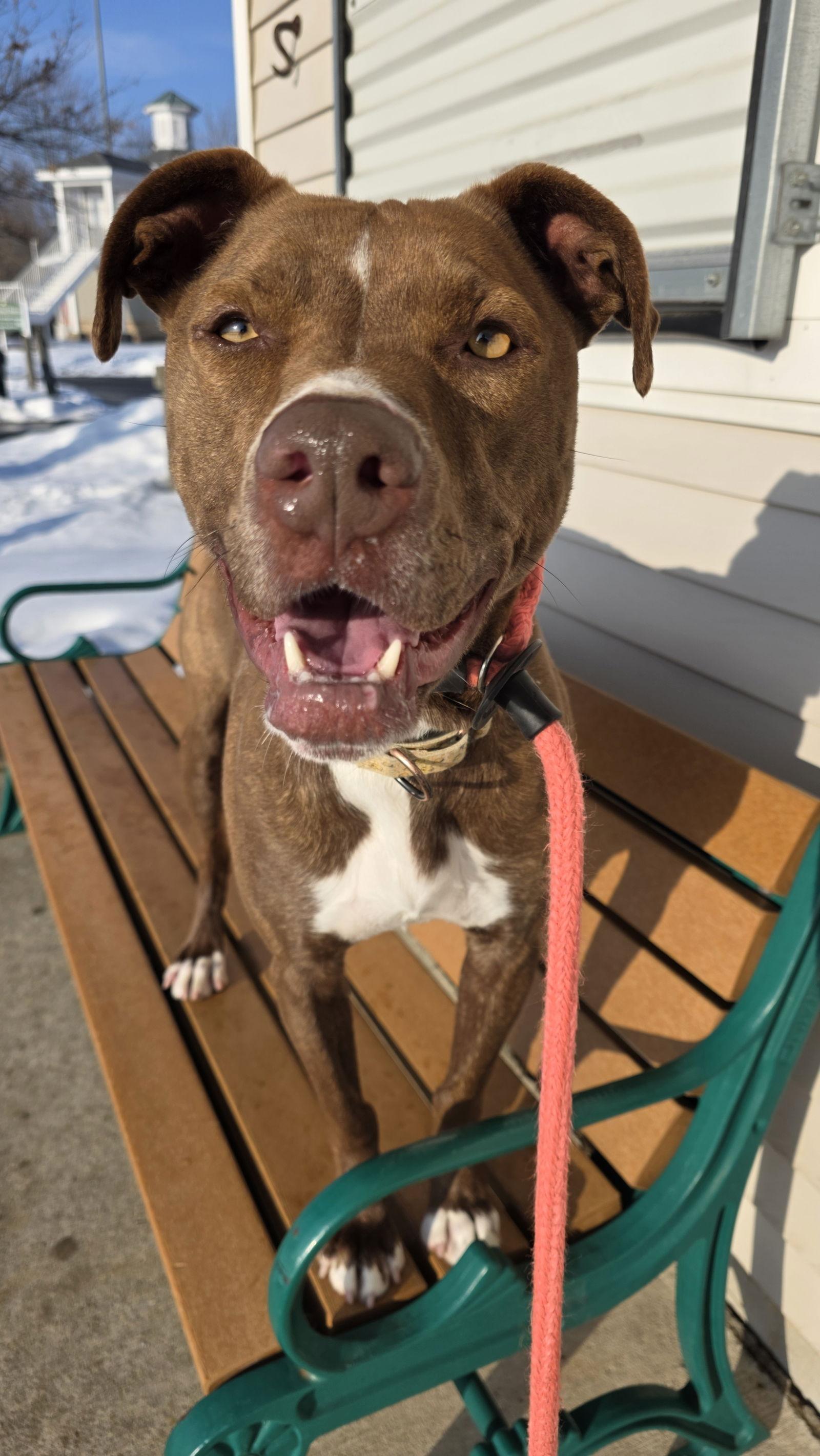 Brock Lonestar, a Adoptable Pit Bull Terrier in Rockaway, NJ image 3/3