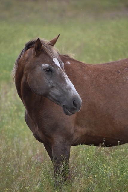 Bonnie - Non-riding Companion, Adoptable, Senior Female Mustang.