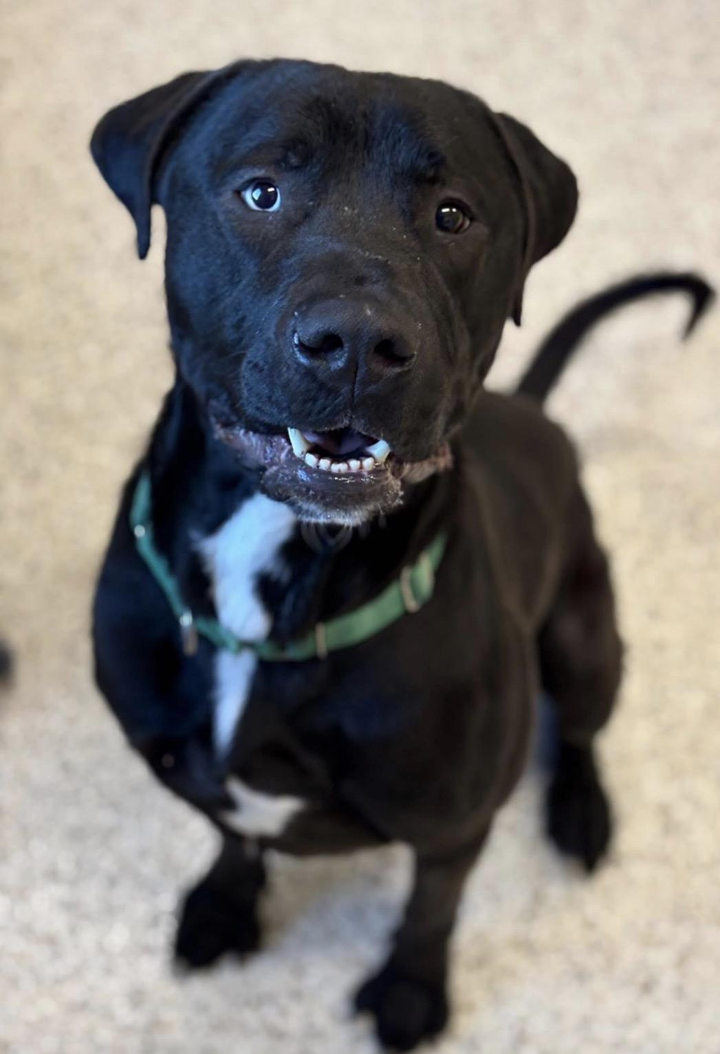 Enlarge Brodie, a ADOPTABLE mixed breed in Youngstown, OH image 1/4