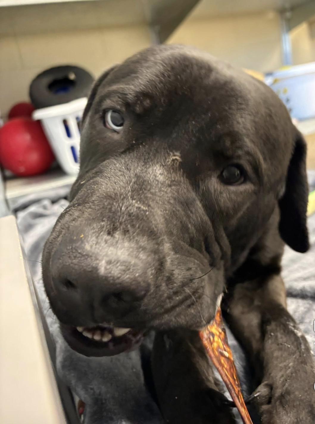 Enlarge Brodie, a ADOPTABLE mixed breed in Youngstown, OH image 4/4