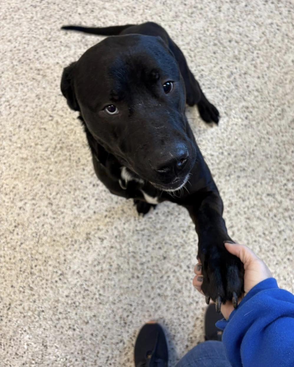 Enlarge Brodie, a ADOPTABLE mixed breed in Youngstown, OH image 2/4