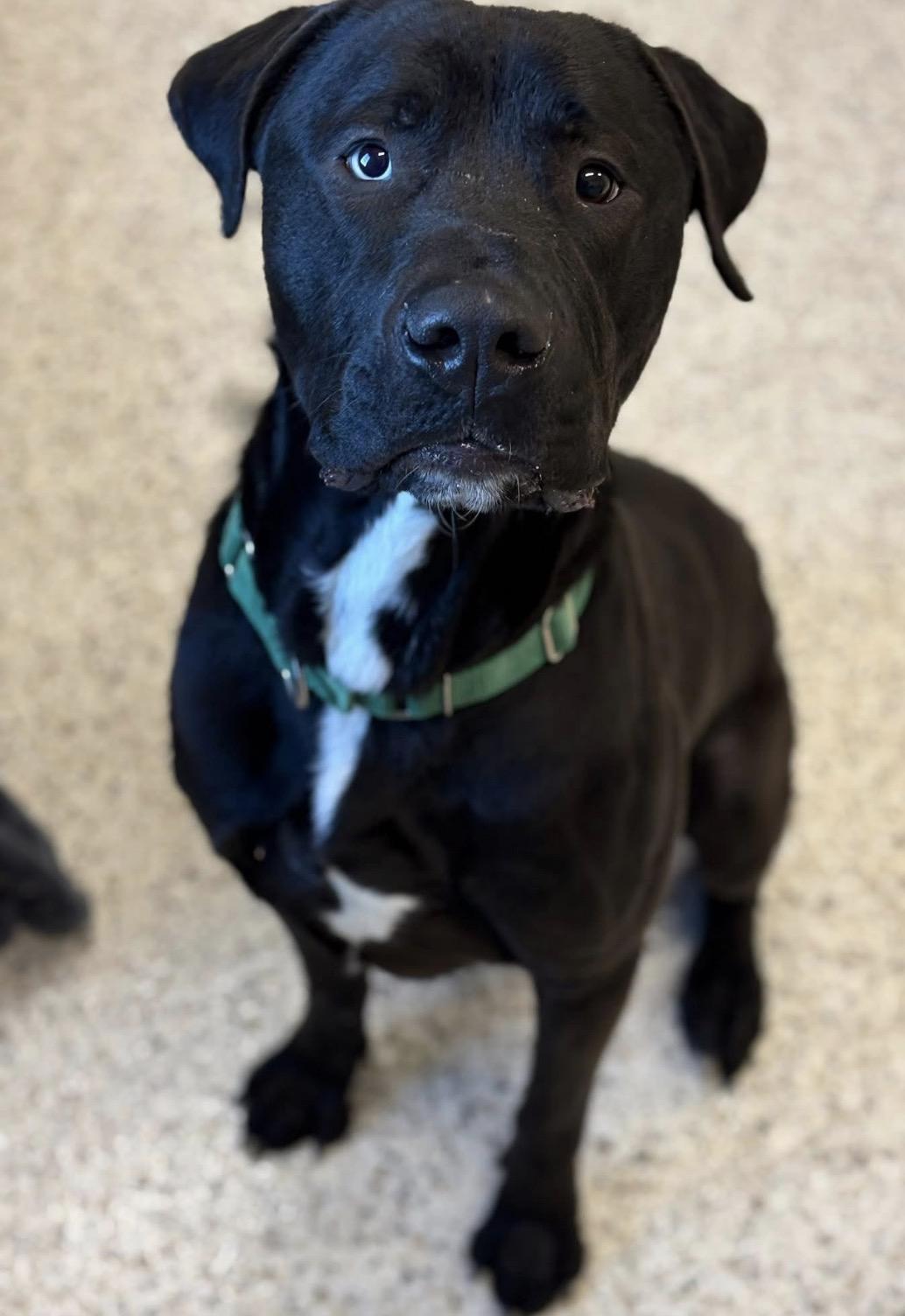 Enlarge Brodie, a ADOPTABLE mixed breed in Youngstown, OH image 3/4