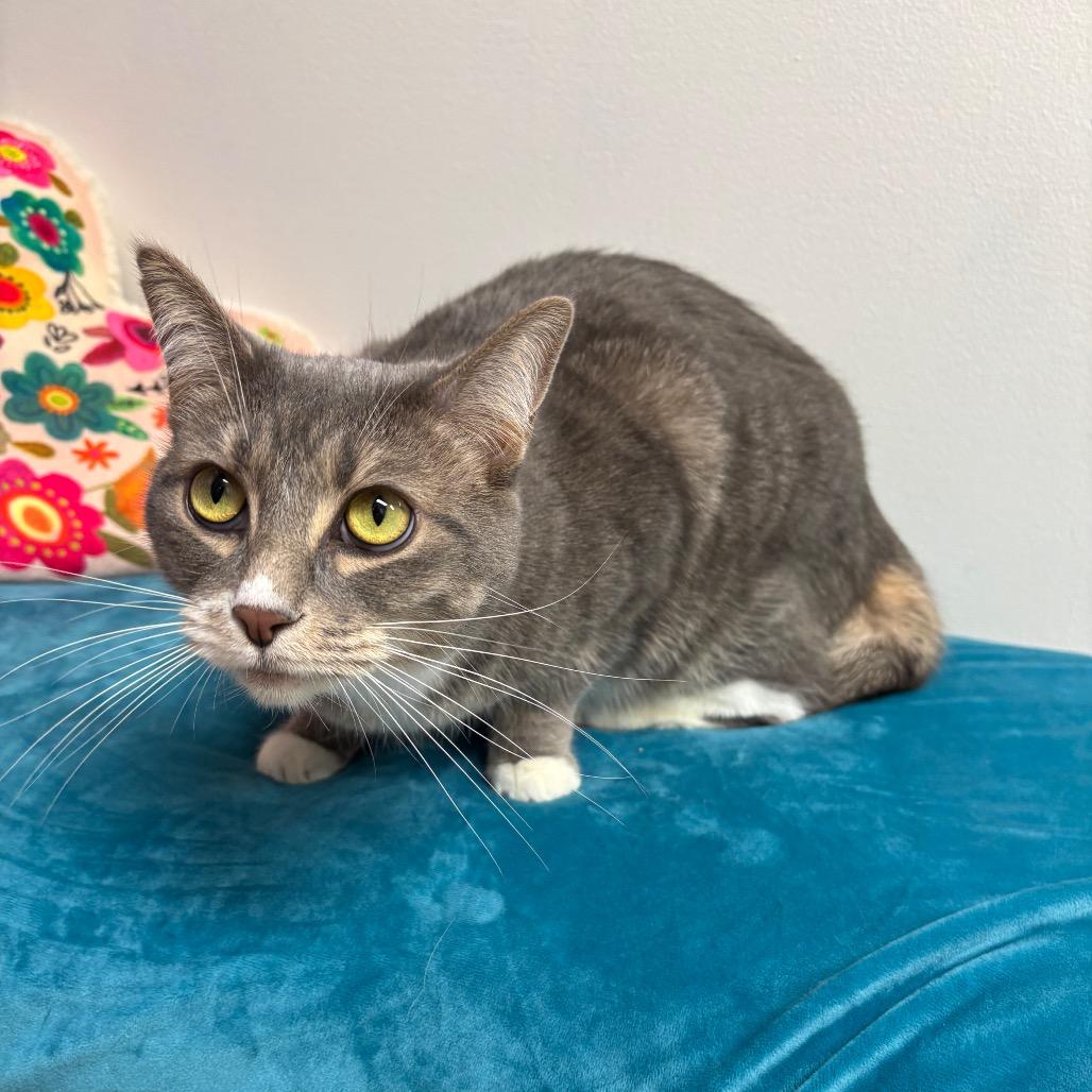 Enlarge Toto, a Adoptable Domestic Short Hair in Granville, OH image 1/5