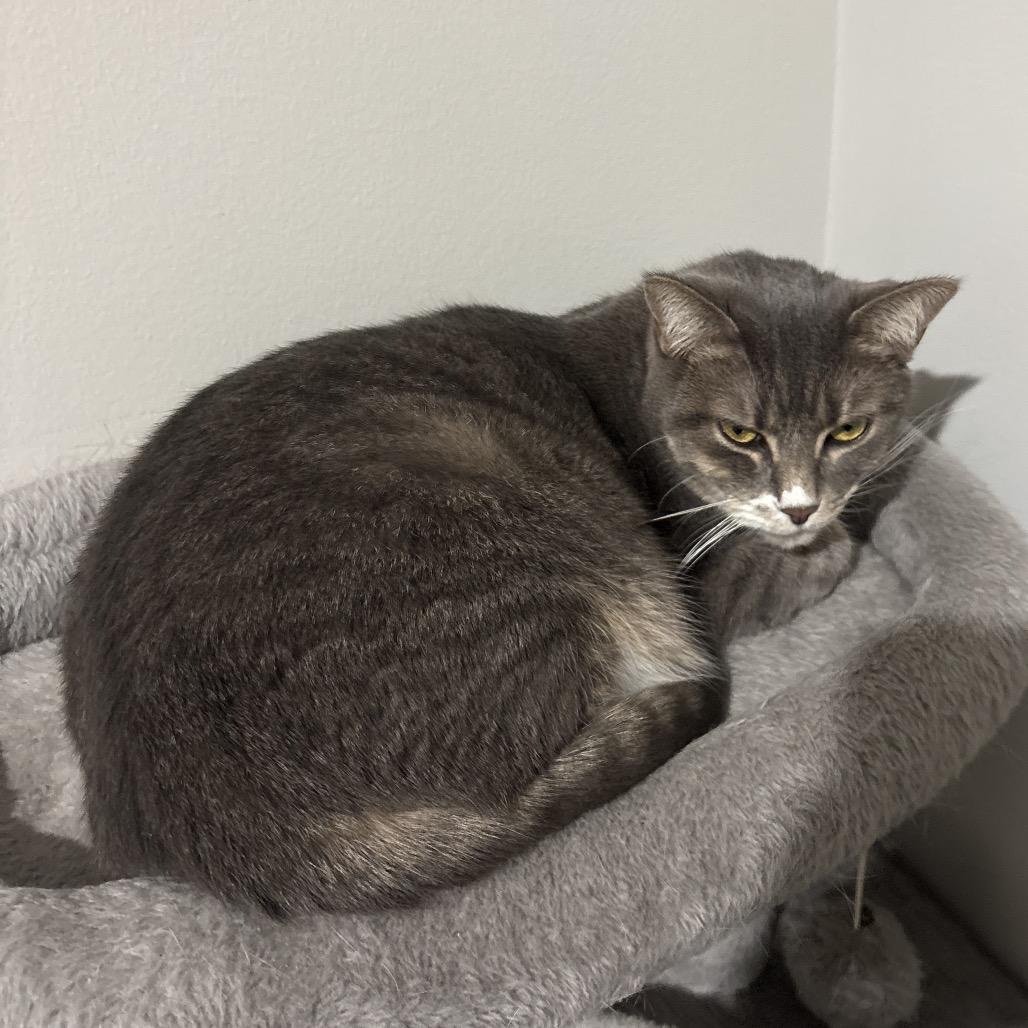 Enlarge Toto, a Adoptable Domestic Short Hair in Granville, OH image 2/5